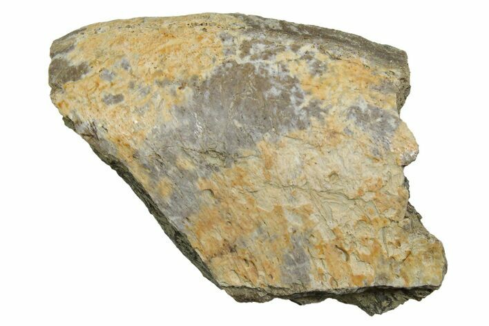 Fossil Tyrannosaur (T rex) Vertebra Section - Wyoming #350443